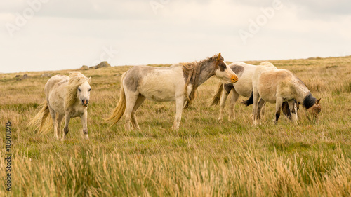 Fototapeta Naklejka Na Ścianę i Meble -  Wild horses on a grey and windy day near Foel Eryr, Clynderwen, Pembrokeshire, Dyfed, Wales, UK
