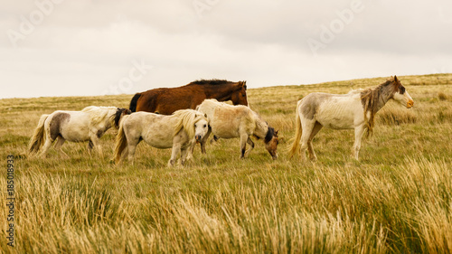 Wild horses on a grey and windy day near Foel Eryr, Clynderwen, Pembrokeshire, Dyfed, Wales, UK