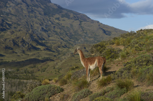 Guanaco (Lama guanicoe) standing on a hillside in Valle Chacabuco, northern Patagonia, Chile.