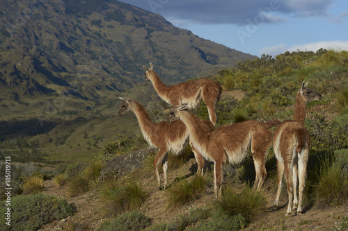 Group of Guanaco (Lama guanicoe) standing on a hillside in Valle Chacabuco, northern Patagonia, Chile.