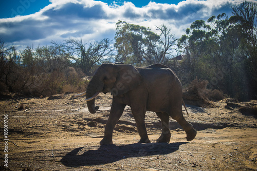 Elephants in Africa