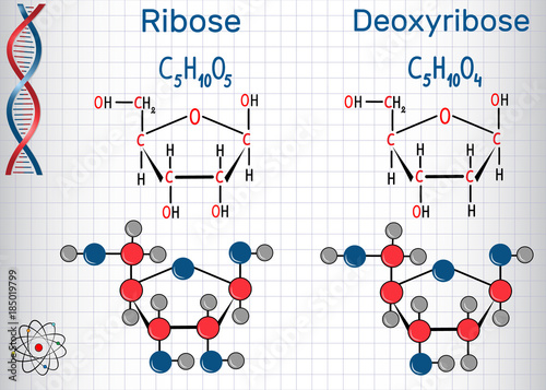 Ribose and deoxyribose molecules, they are monosaccharides and form part of the backbone of DNA and RNA. Structural chemical formula and molecule model