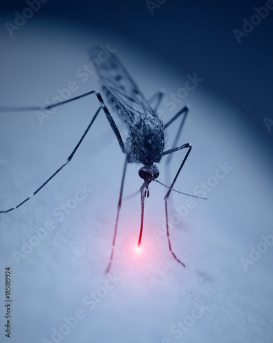 mosquito on a human skin