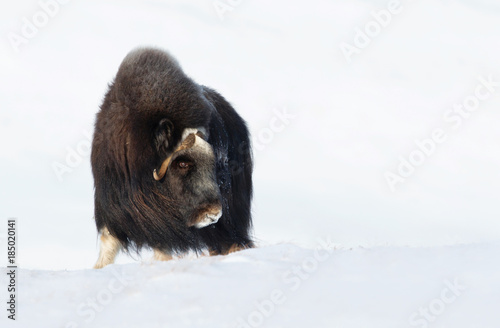Musk ox standing in the snow in the mountains in winter, Norway.
