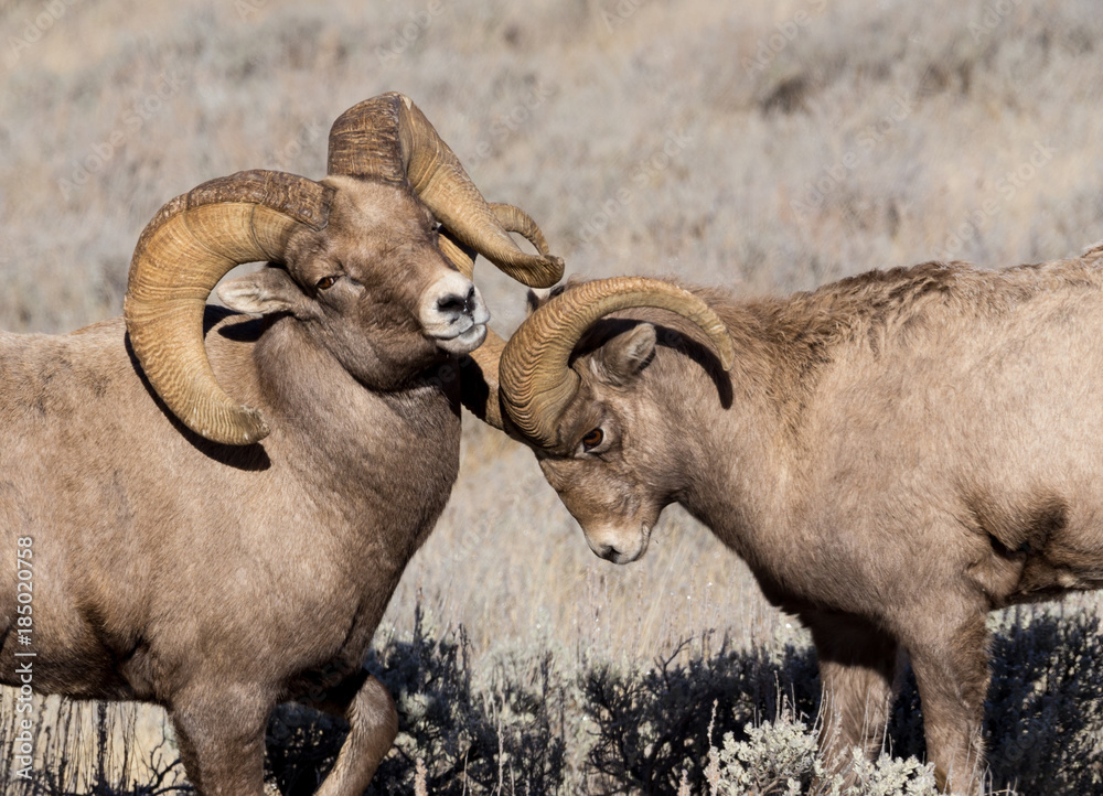 Bighorn Sheep Rams Bighorn Sheep Rams