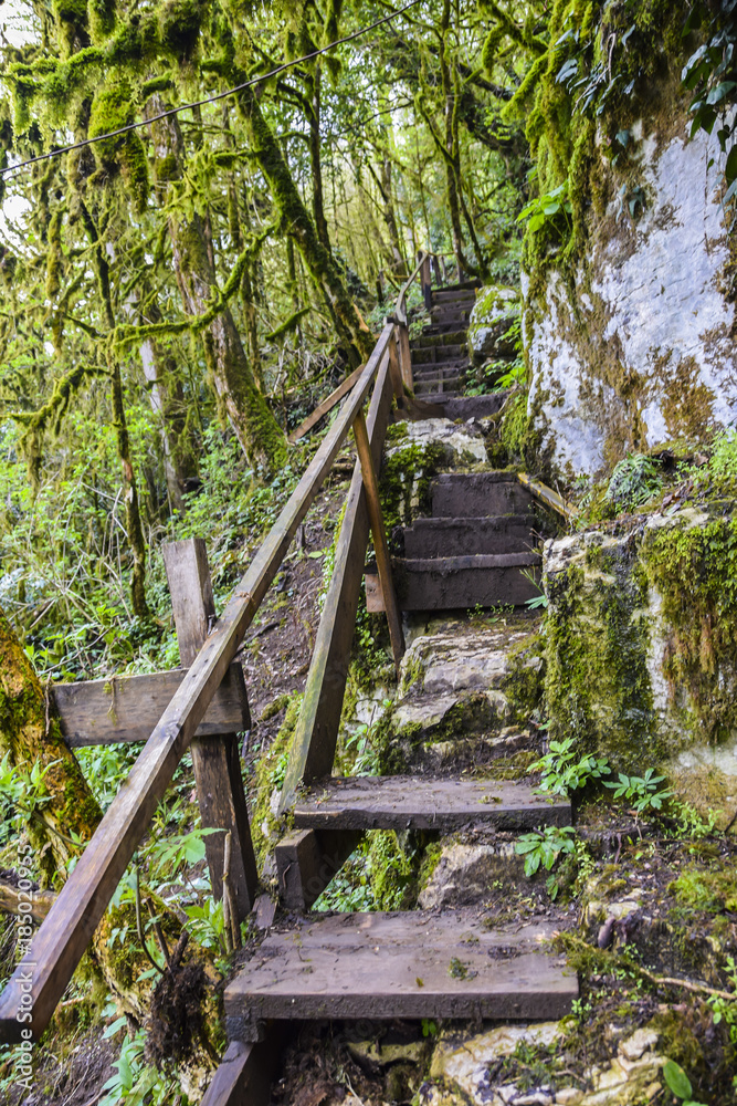 old wooden bridge steps in the jungle overgrown abandoned old wooden bridge steps in the jungle overgrown abandoned