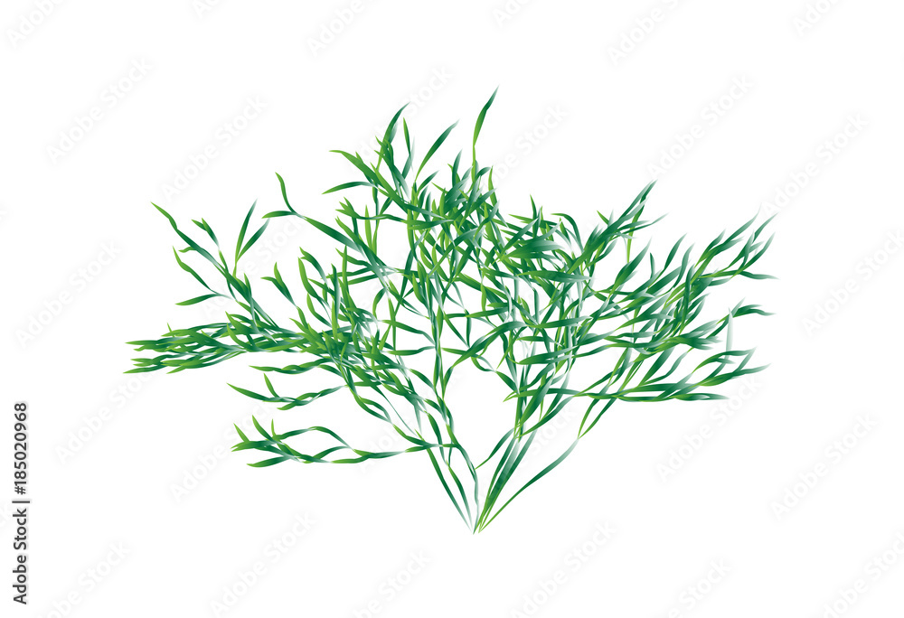 Green shrub isolated vector Green shrub isolated vector