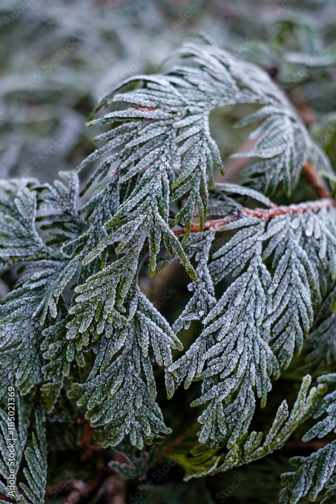frost covered pone tree leaves 