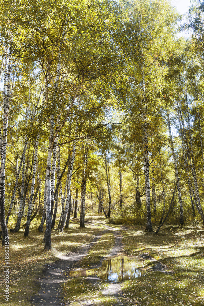 Fototapeta premium Birch tree autumn grove. Altai landscape