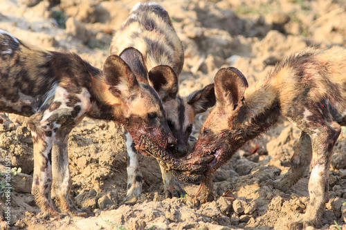 Three African Wild Dogs (Lycaon pictus) fighting over a recent kill.  The young pups have the food given to them by the adults to teach them to hunt.  South Lunagwa National Park, Zambia photo