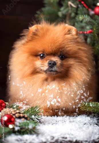 Pomeranian dog in christmas decorations on dark wooden background. The year of the dog. New year dog. Beautiful dog © Agnes