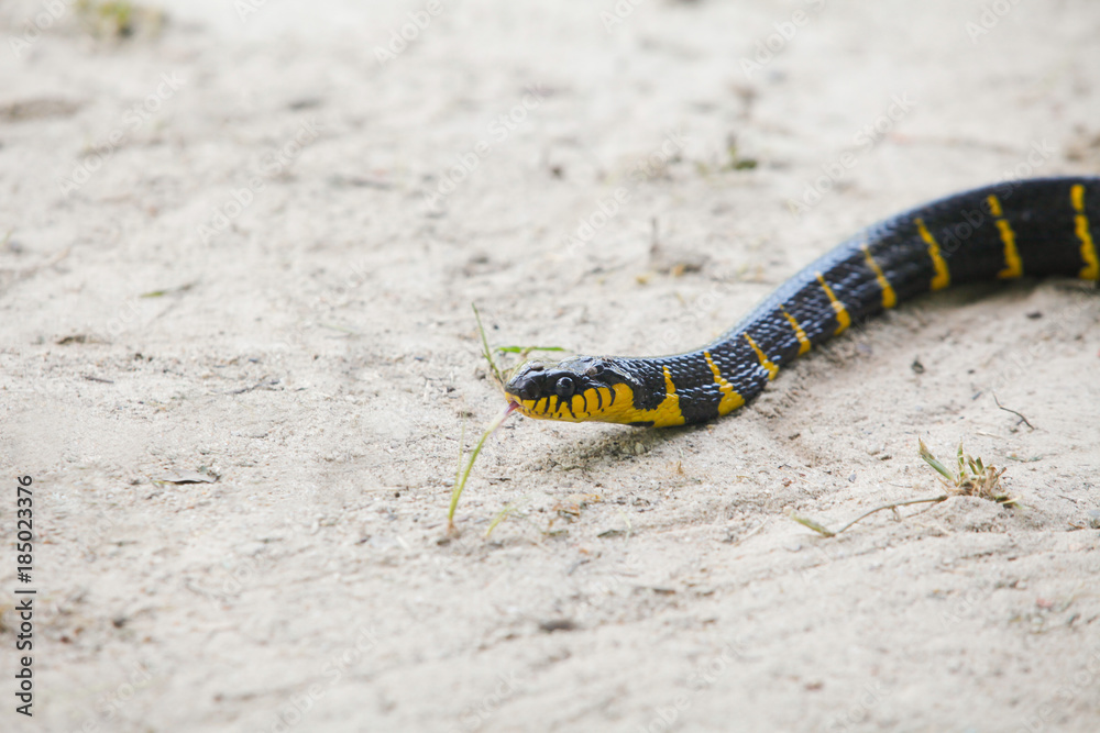 Fototapeta premium Mangrove snake creeping on white sand