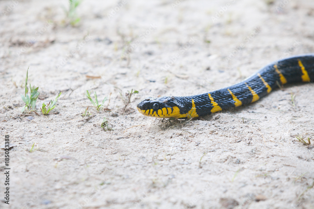 Fototapeta premium Mangrove snake creeping on white sand