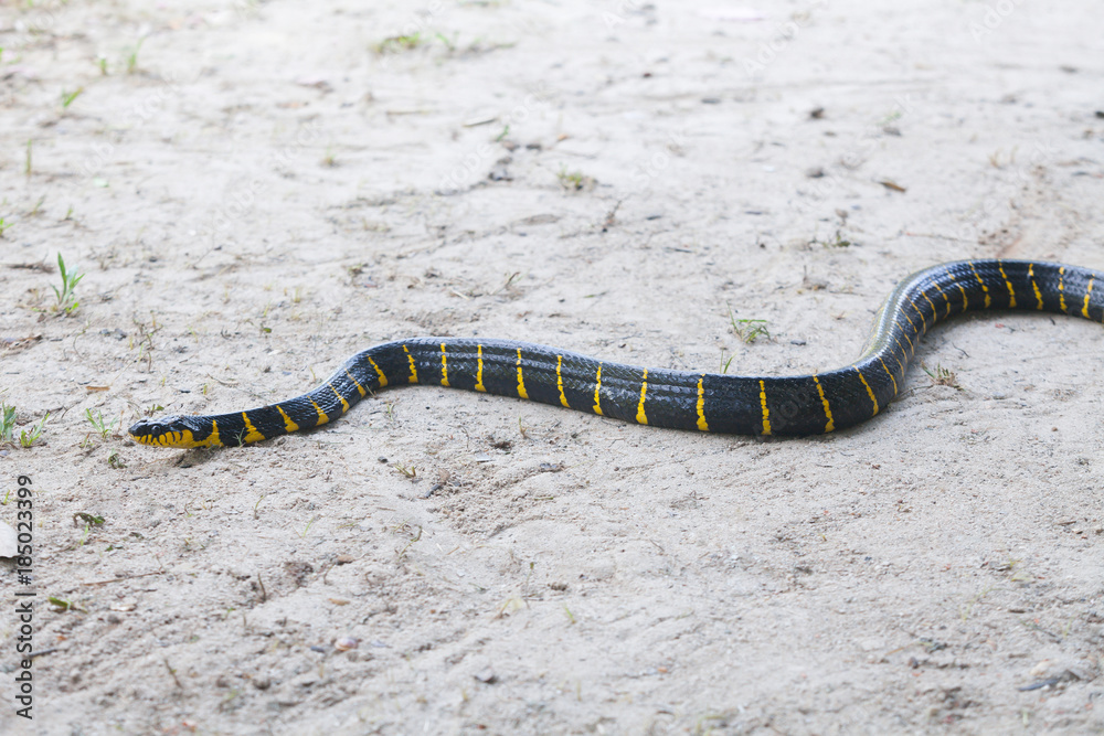 Mangrove snake creeping on white sand