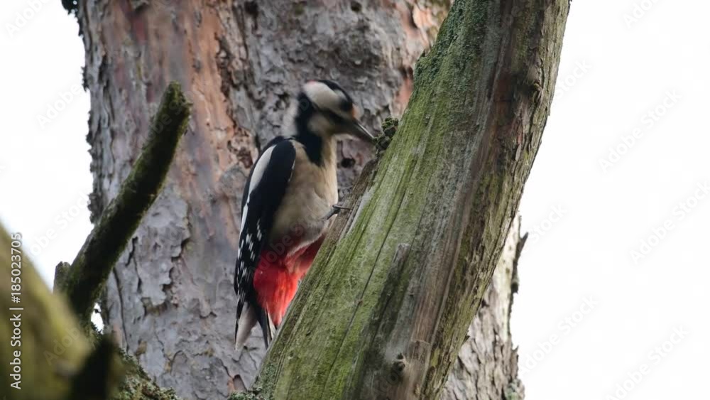 Buntspecht hackt auf Kiefern Zapfen ein, Spechtschmiede, (Dendrocopos major)
Buntspecht hackt auf Kiefern Zapfen ein, Spechtschmiede, (Dendrocopos major)