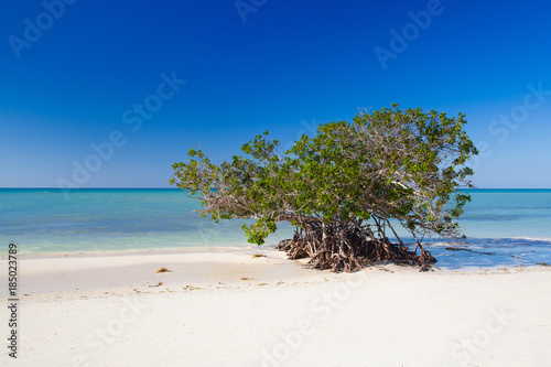 Mangroves at caribbean seashore,Cayo Jutias beach, Cuba