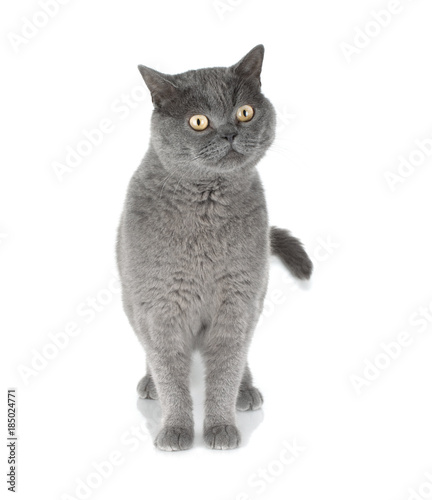 Beautiful gray cat