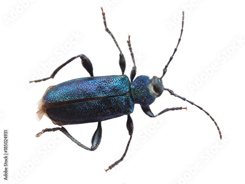 Big beautiful blue bug «violet Saperda» family of longhorn beetle