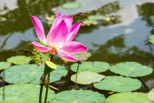 Lotus flower Bogor Indonesia