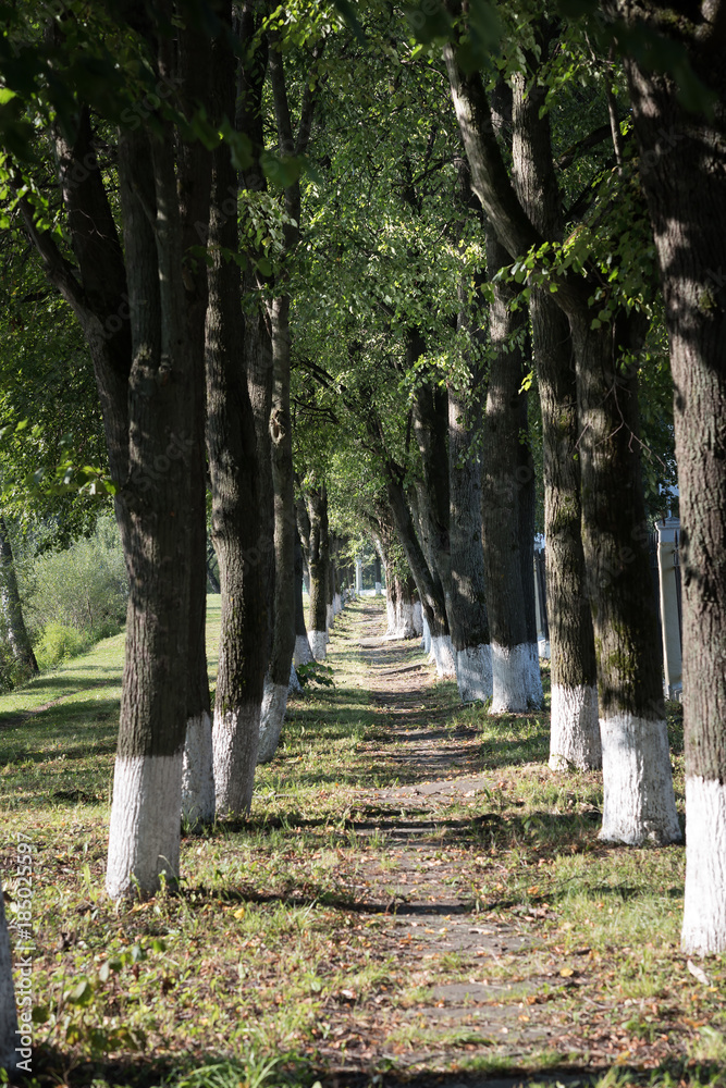 Country road running through tree alley in the morning sun Country road running through tree alley in the morning sun
