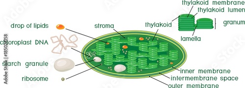 Chloroplast structure with titles photo