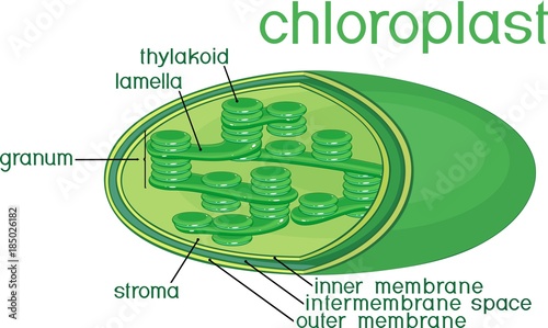 Chloroplast structure with titles