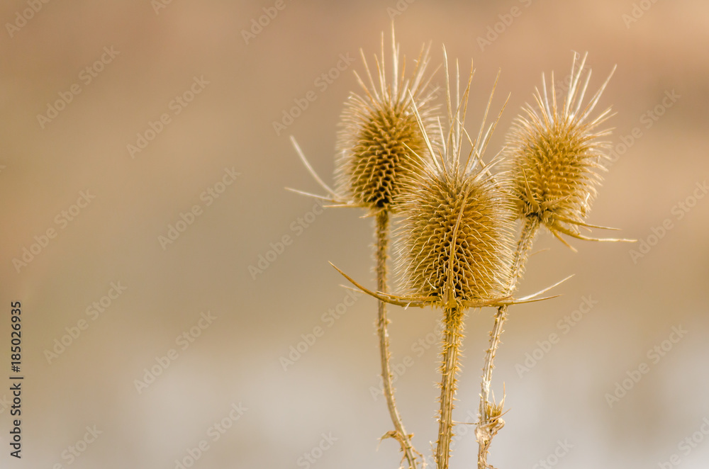 Dry thistle. Dry thistle at the end summer.
Dry thistle. Dry thistle at the end summer.