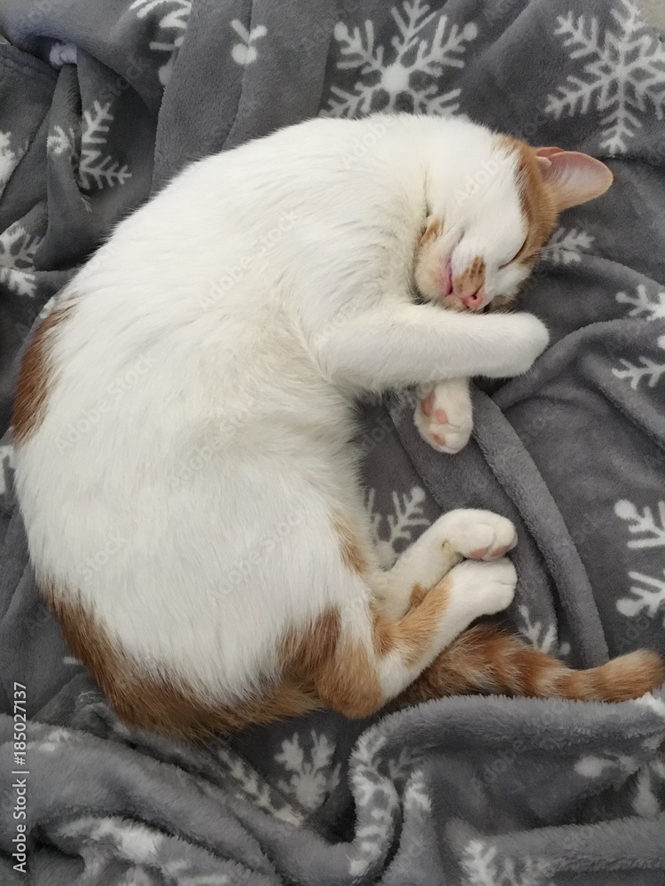 gatto che dorme su coperta grigia natalizia