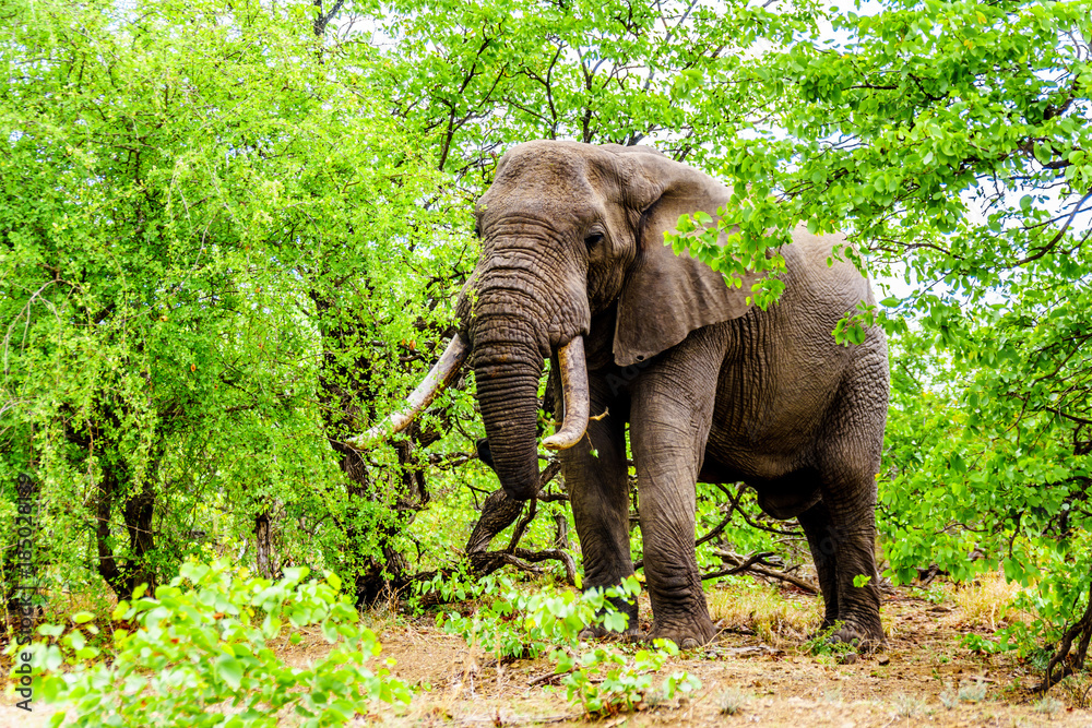 A large adult African Elephant eating leafs from Mopane Trees in a forest near Letaba in Kruger National Park, a large Nature Reserve in South Africa