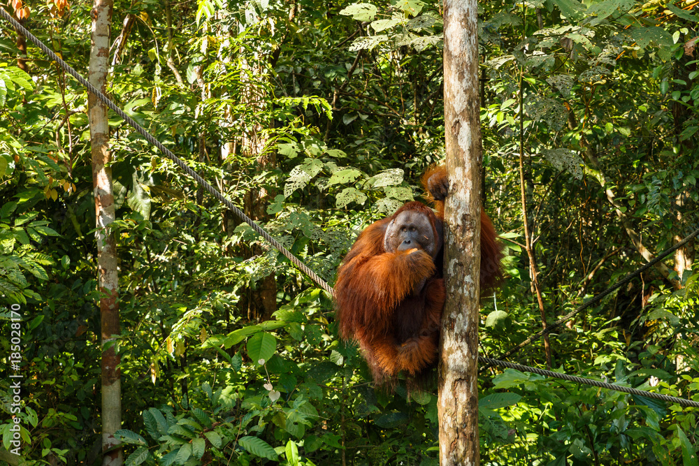 Obraz premium orangutan sitting in a tree.