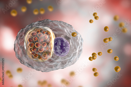 Chlamydophila psittaci, bacteria that cause infection aquired from birds psittacosis, 3D illustration showing intracellular reticulate bodies and extracellular elementary bodies of chlamydia photo
