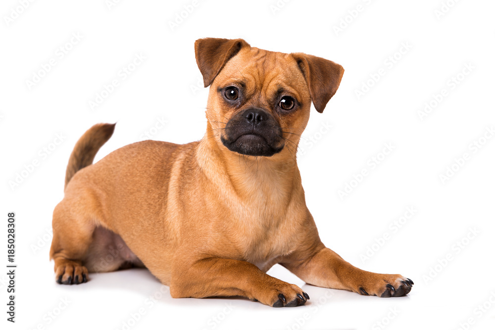 Obraz premium Liegender Mopsmischling