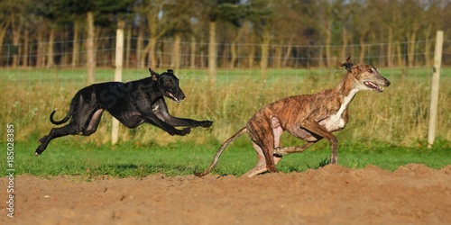 zwei im Spiel rennende Windhunde