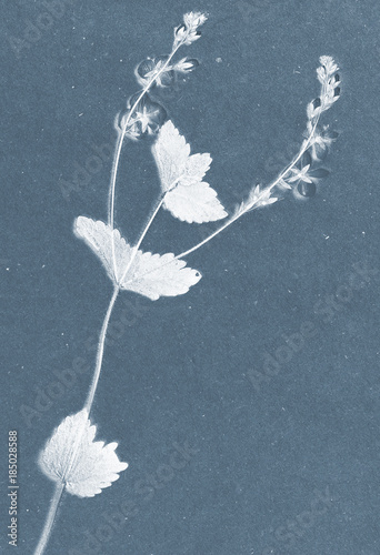dried flowers and plants
