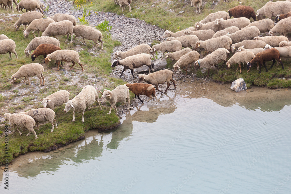 Fototapeta premium Mountain sheep
