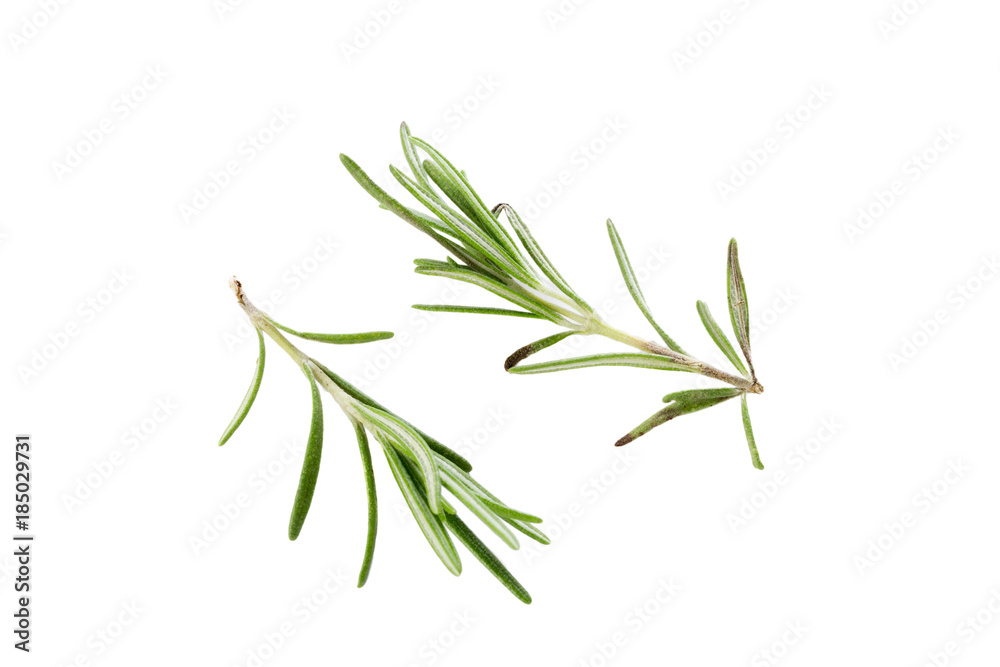 Fototapeta premium rosemary isolated on white