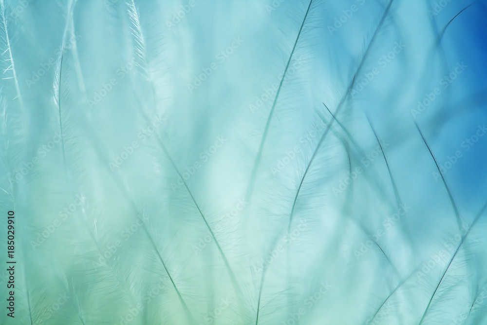 Obraz premium tło upierzenie