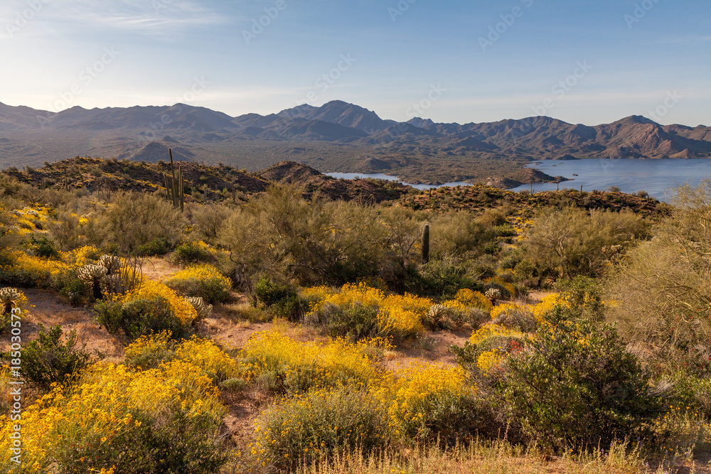 Scenic Arizona Desert Landscape in Spring