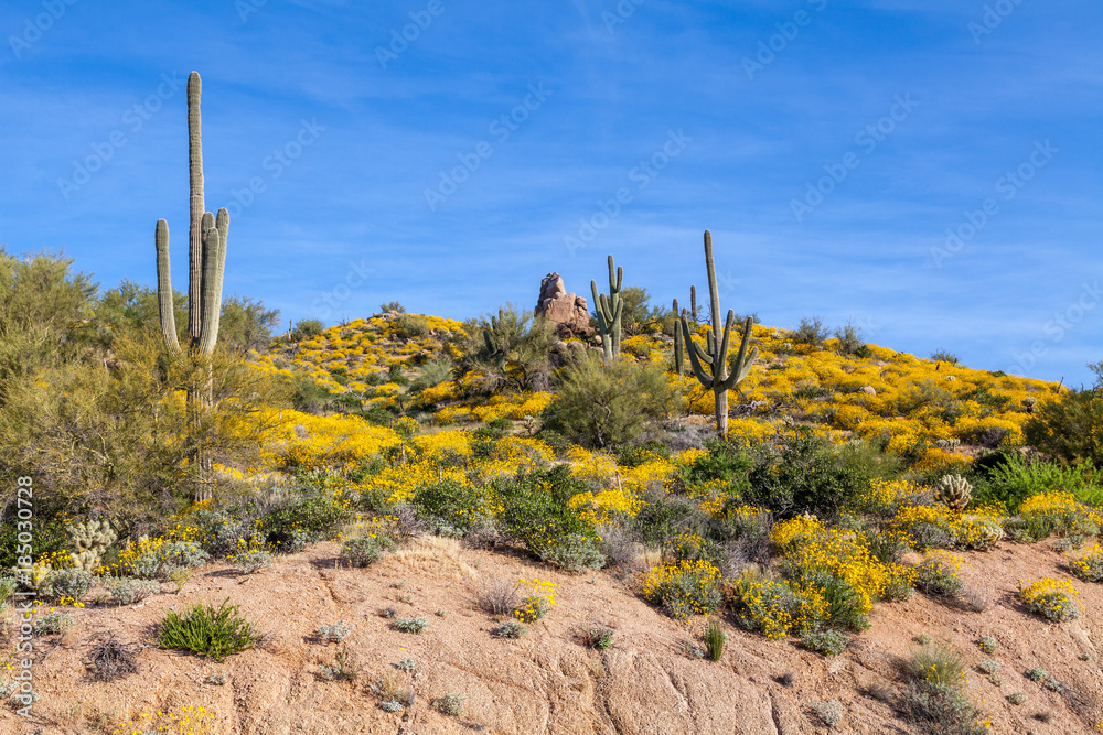 Fototapeta premium Scenic Arizona Desert Landscape in Spring