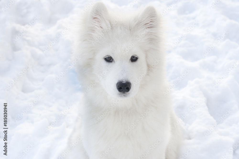 A large white dog on the background of snow looks into the frame.