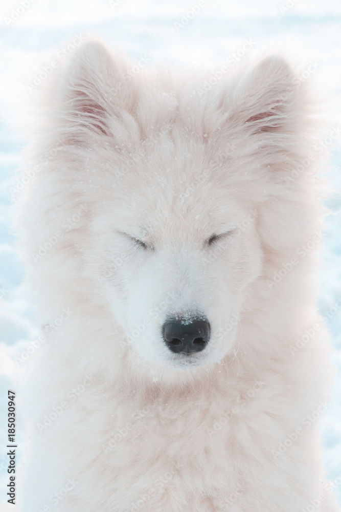 muzzle of a large white dog with closed eyes closeup muzzle of a large white dog with closed eyes closeup
