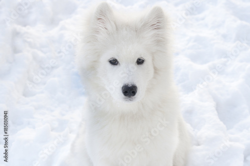 A large white dog on the background of snow looks into the frame.
