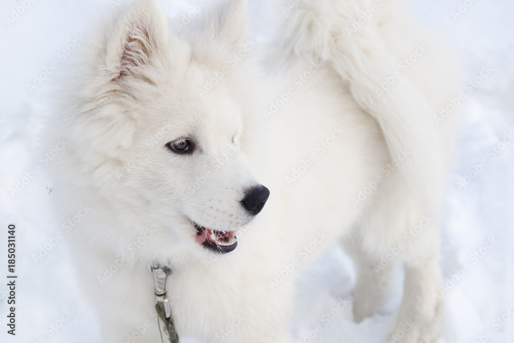 Muzzle of a white fluffy dog looking into the distance