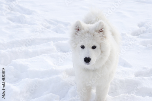 A large white dog on the background of snow looks into the frame.
