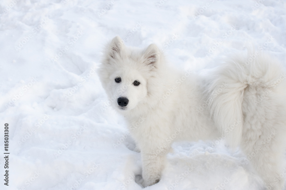 A large white dog on the background of snow looks into the frame. A large white dog on the background of snow looks into the frame.