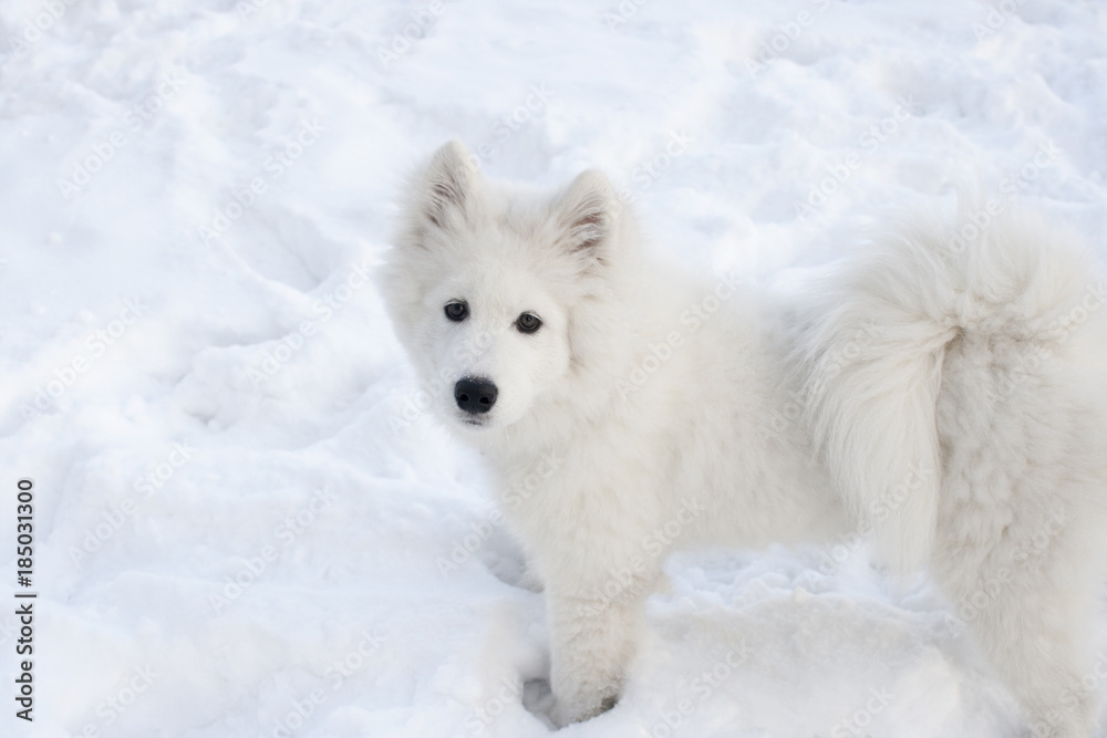 A large white dog on the background of snow looks into the frame.