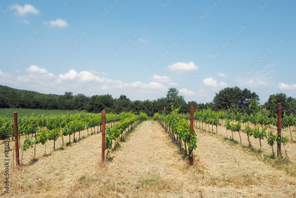 a vineyard in an italian landscape
