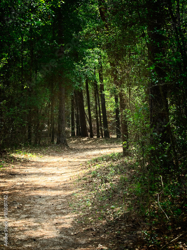 Path Turning in the Woods © GJGK_Photography