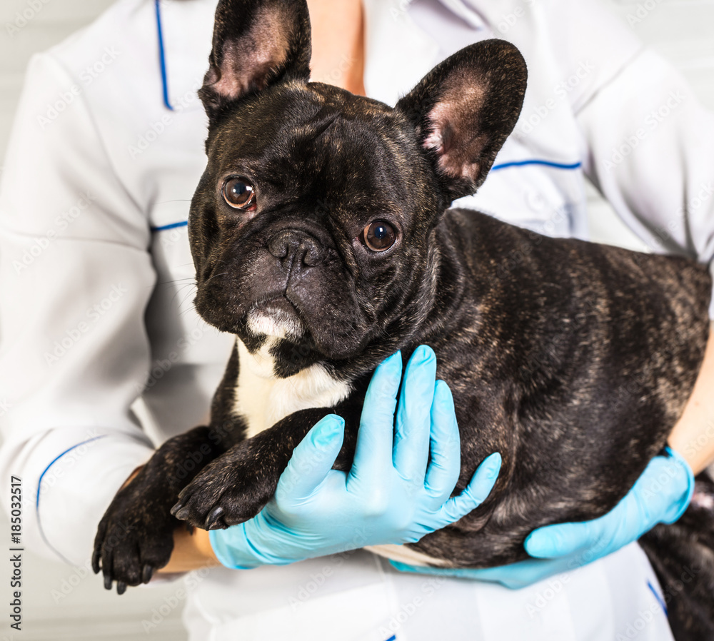 dog in the hands of a veterinarian