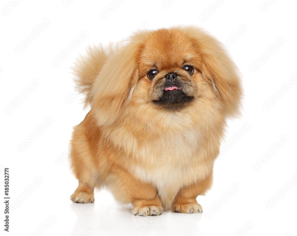 Pekingese posing on white background Pekingese posing on white background